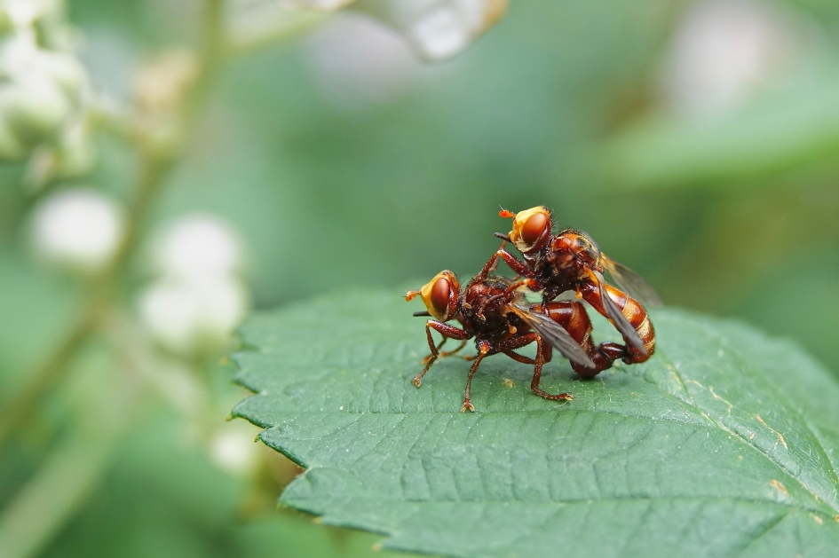 Roestbruine Kromlijf paring - Geleedpotigen - Roestbruine Kromlijf