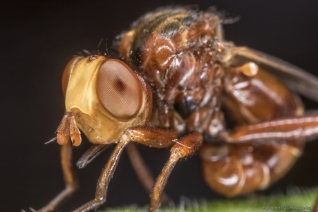 Roestbruine kromlijf (Sicus ferrugineus)