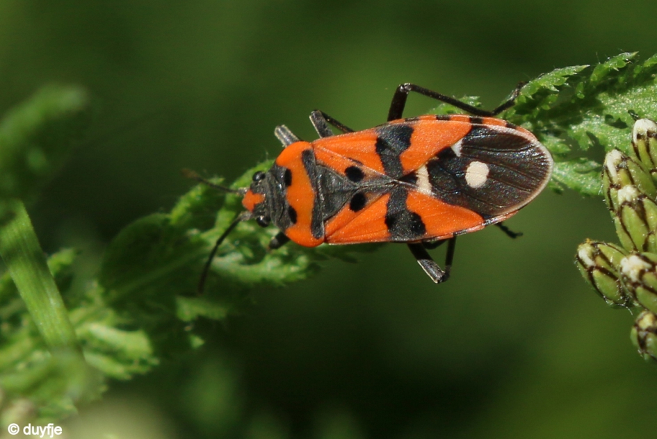 Rood met witte stip - Geleedpotigen - Prachtridderwants