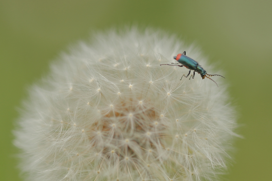 roodtipbasterdweekschild - Geleedpotigen - roodtipbasterdweekschild