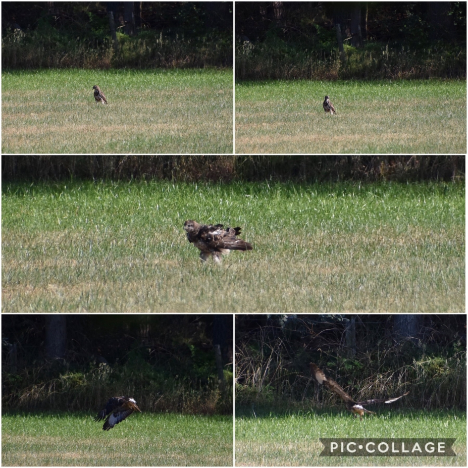 Roofvogel - Vogels - 