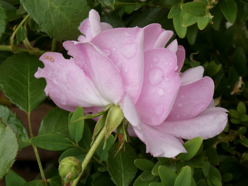Roze roos - Planten - 