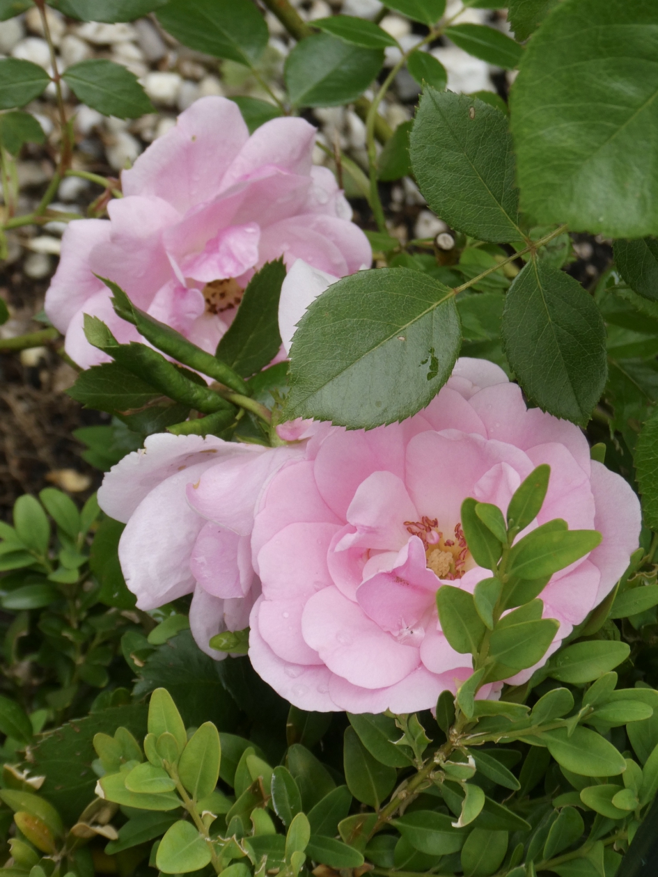Roze rozen - Planten - 