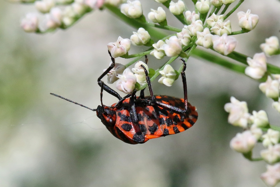 Schilwants op zijn kop - Geleedpotigen - 