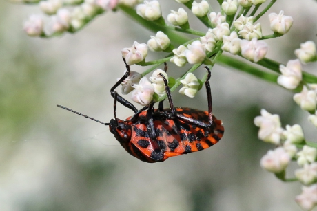 Schilwants op zijn kop