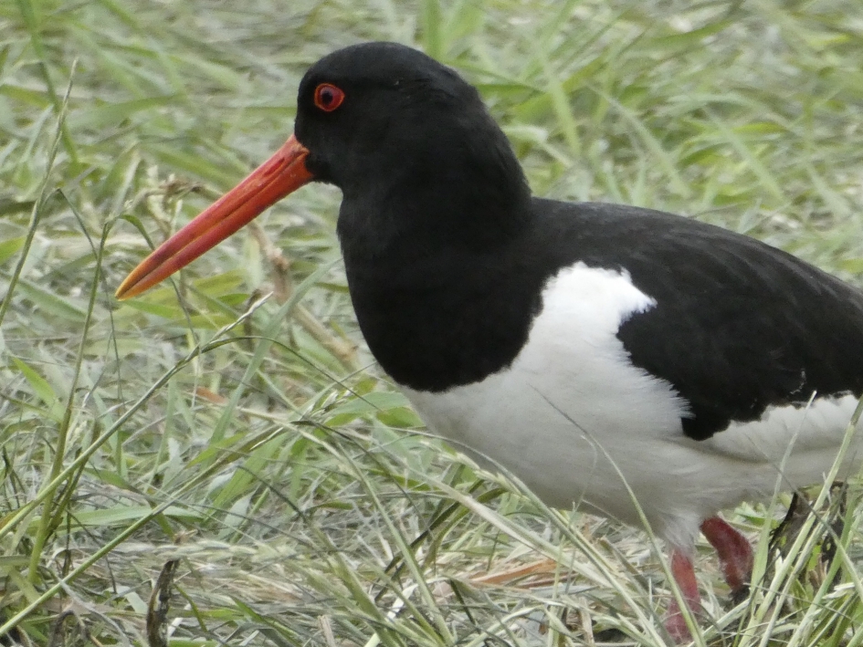 Scholekstef - Vogels - 