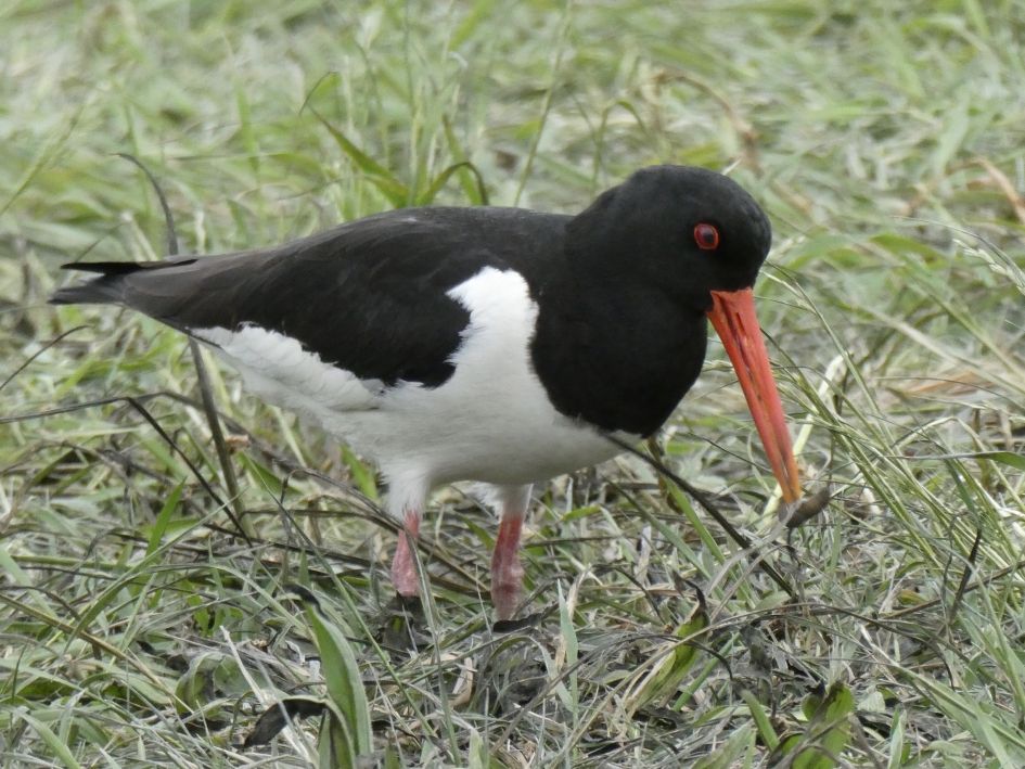Scholekster - Vogels - 