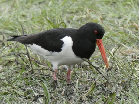 Scholekster