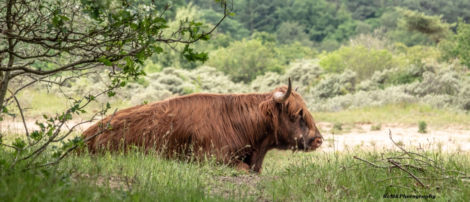 Schotse hooglander. - Zoogdieren - Schotse hooglander (rund).