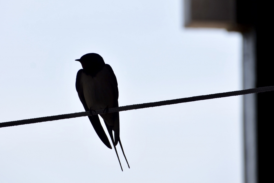 Silhouet van boerenzwaluw - Vogels - 