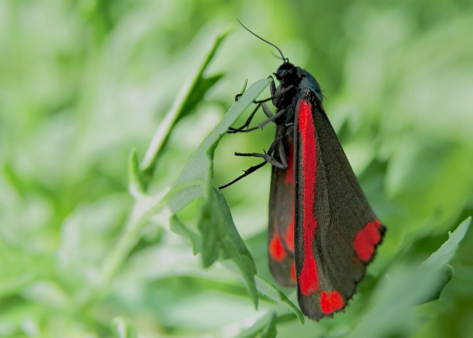 Sint-Jacobsmantel - Geleedpotigen - Sint-Jacobsvlinder