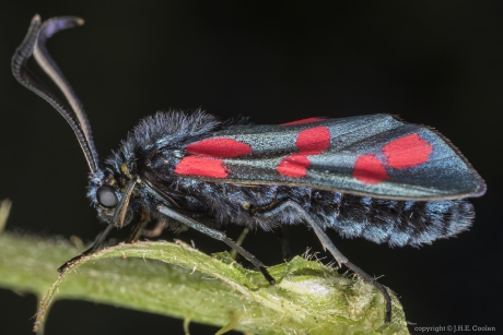Sint-jansvlinder (Zygaena filipendulae)