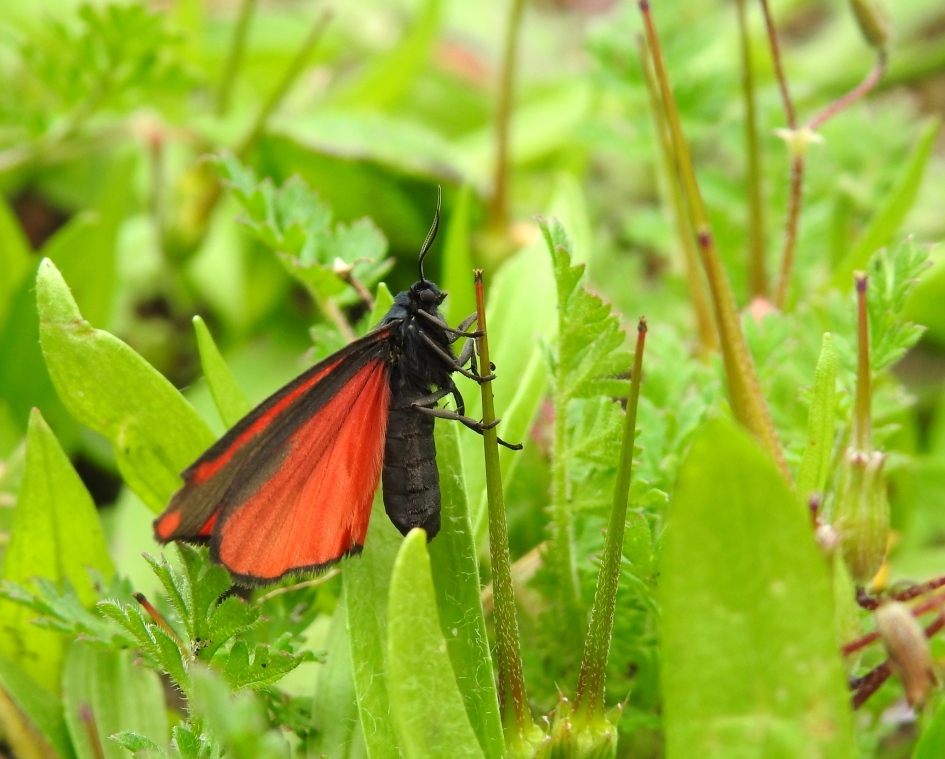 Sint Jacob met rode cape - Geleedpotigen - Sint-Jacobsvlinder