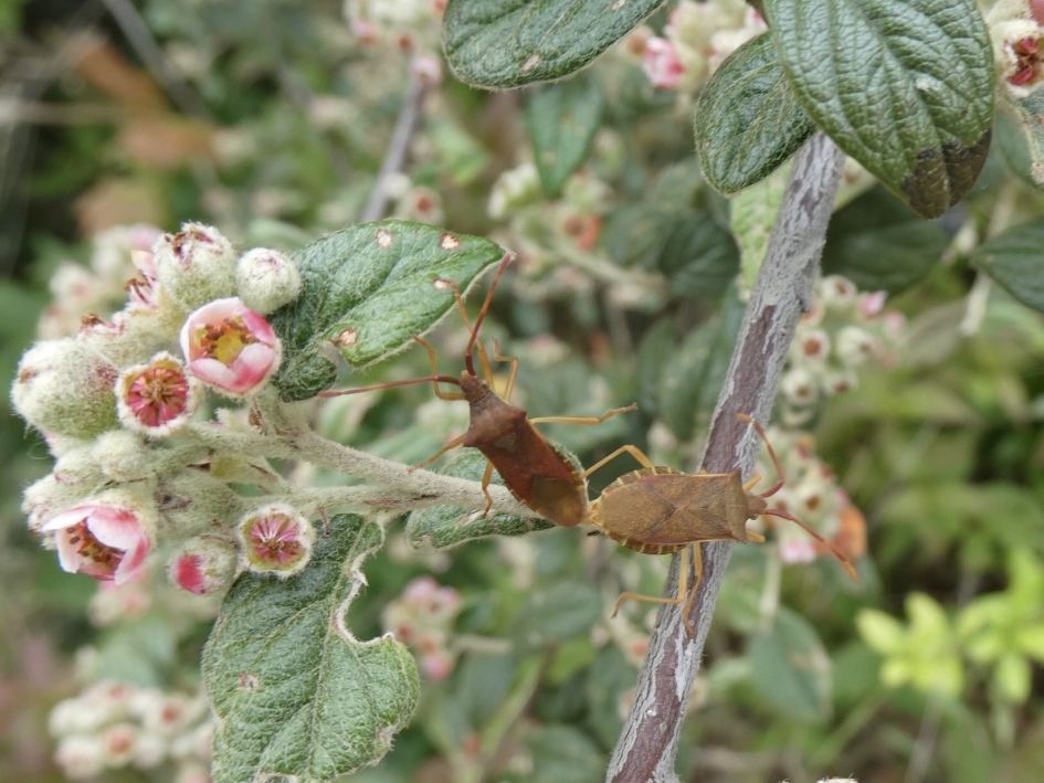 Smalle randwantsen - Geleedpotigen - 