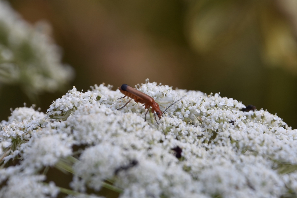 Soldaatje - Geleedpotigen - 
