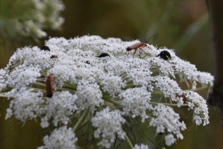 Soldaatjes an andere beestjes