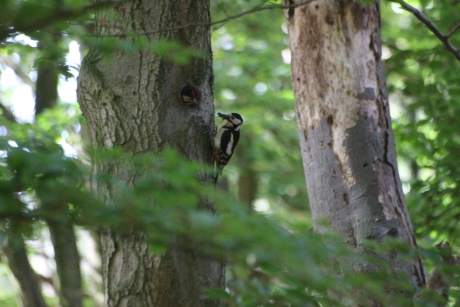 Specht nest