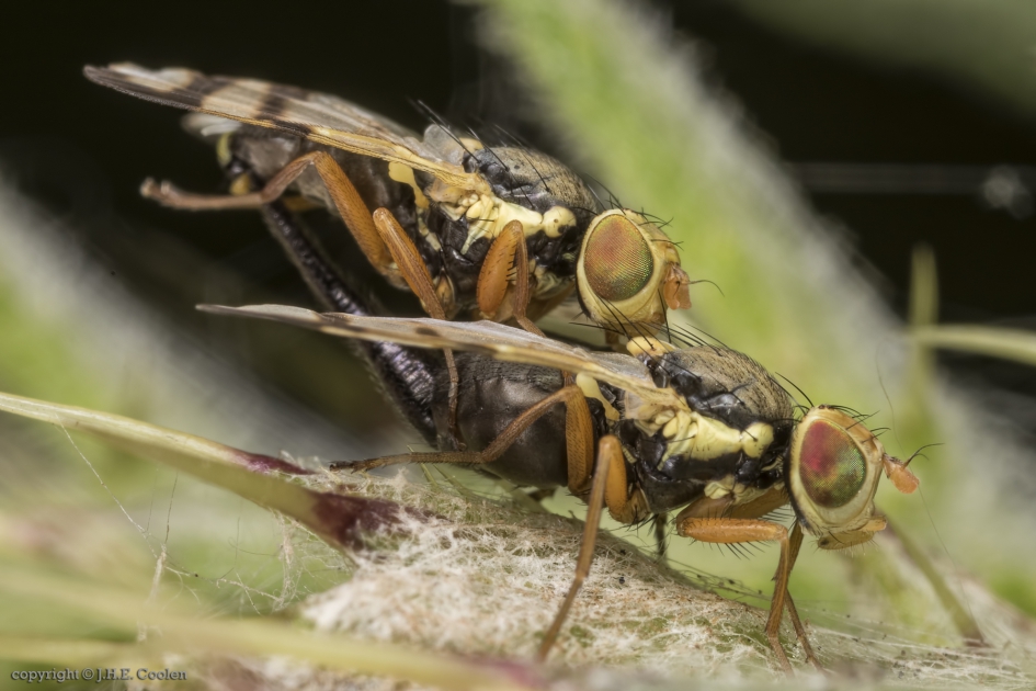 Speerdistelboorvlieg (Urophora stylata) - Geleedpotigen - Speerdistelboorvlieg