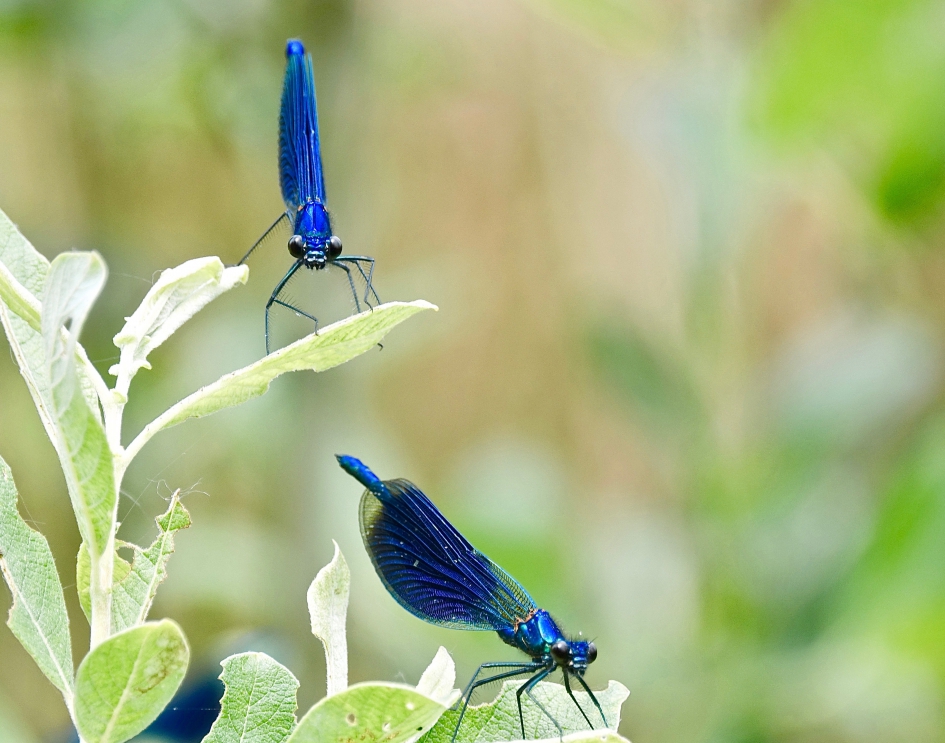 Spiedende Weidebeekjuffers - Geleedpotigen - Weidebeekjuffer