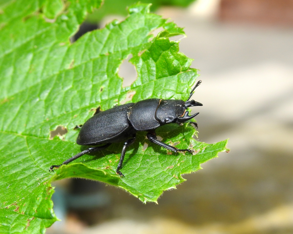 Stoere kever - Geleedpotigen - Klein vliegend hert