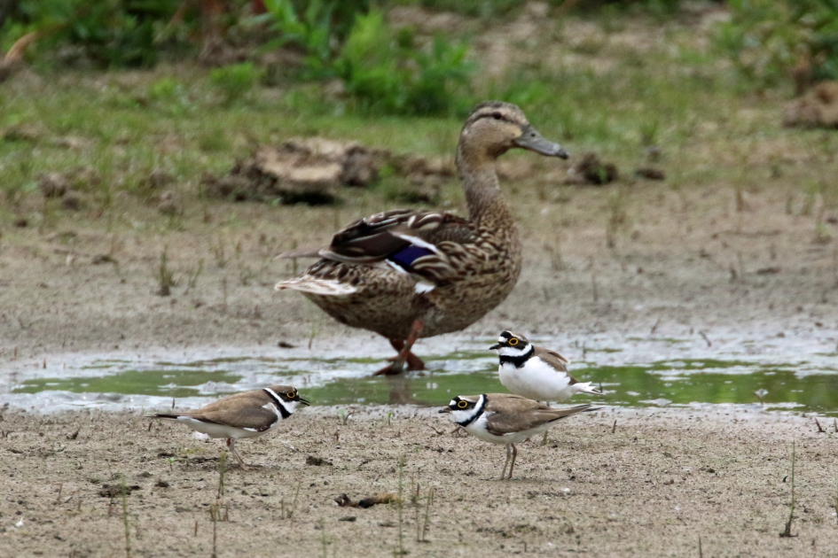 Tijd voor overleg... - Vogels - 