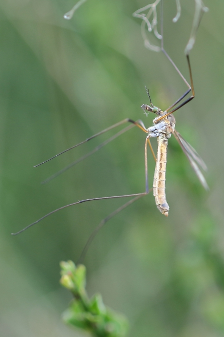 tipula vernalis