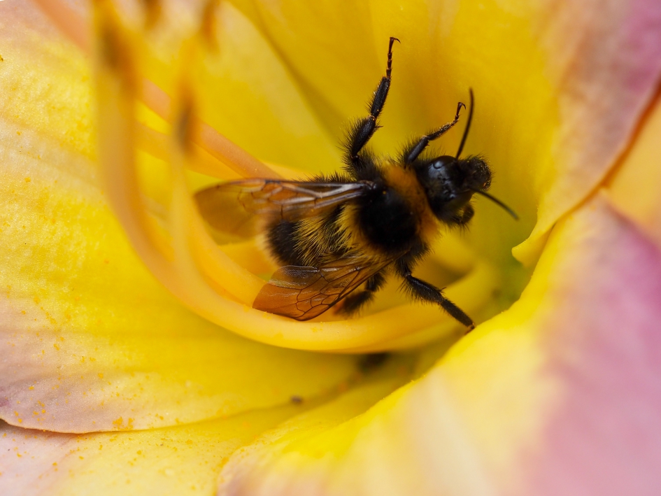 Tuinhommel - Geleedpotigen - Tuinhommel