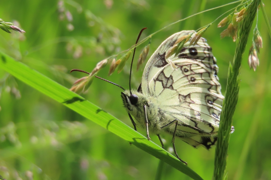 Tussen het gras - Geleedpotigen - Dambordje