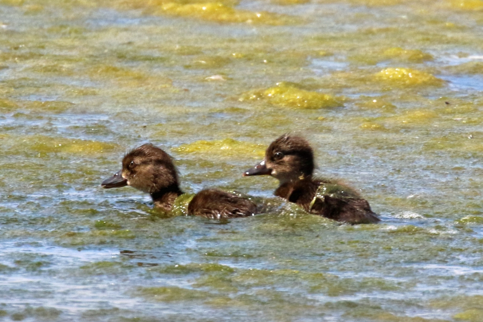Twee jonge kuifeendjes - Vogels - 