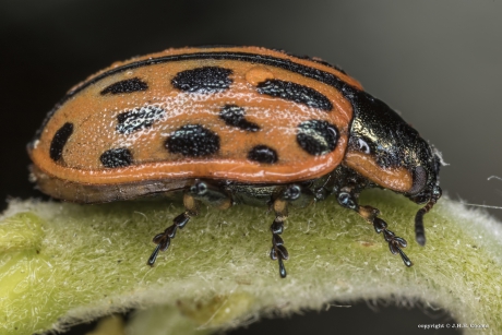 Twintigstippelig of gevlekt wilgenhaantje