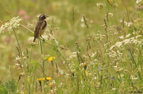 Van zo'n weiland met bloemen word je toch blij?