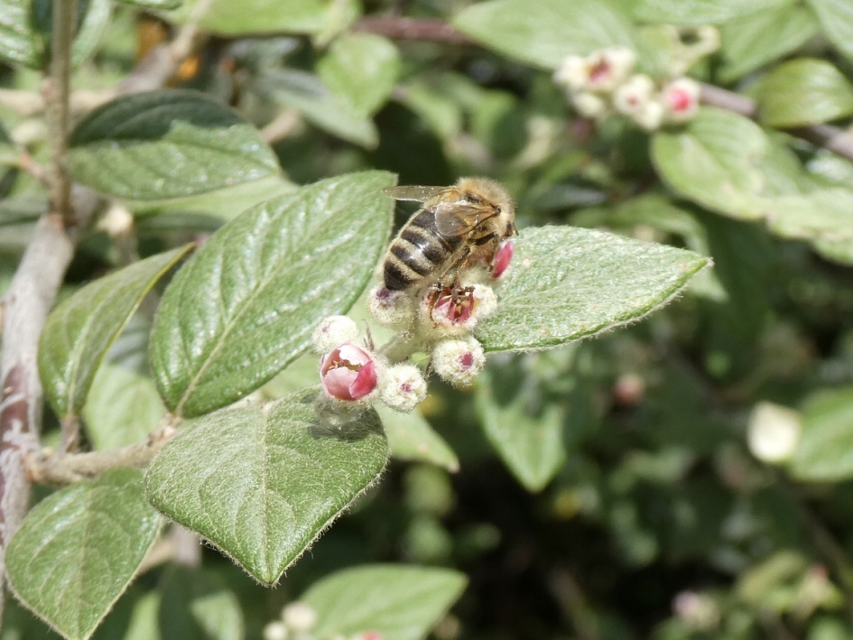 Variatie genoeg - Geleedpotigen - 