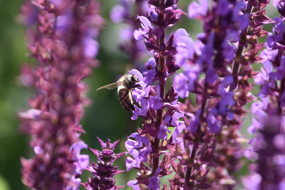 Veel beestjes tussen de bloemen - Geleedpotigen - 