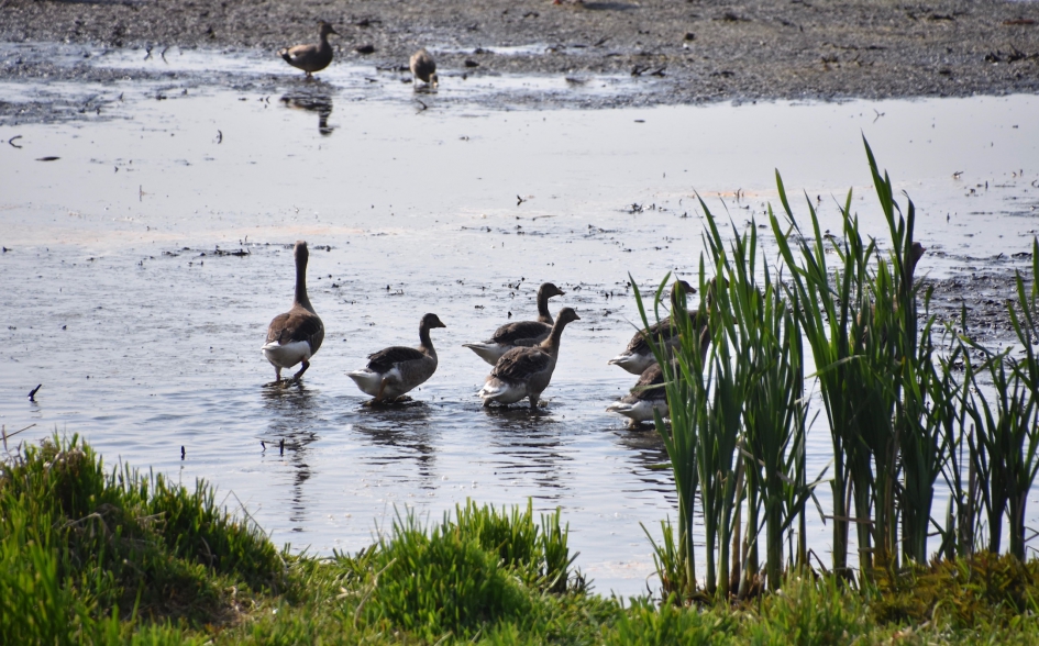 Veel jonge ganzen - Vogels - 