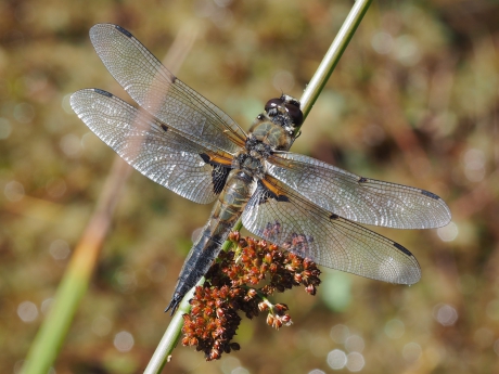 Veel te zien bij de beken