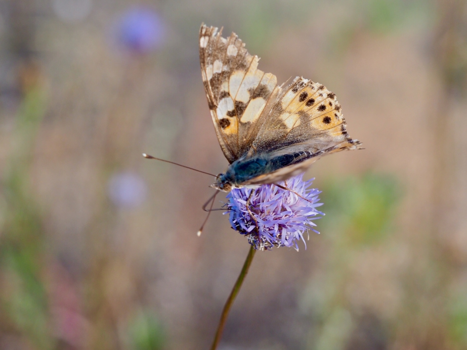 Veel vlieguren - Geleedpotigen - Distelvlinder