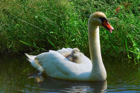 Veilig dutje op moeders rug