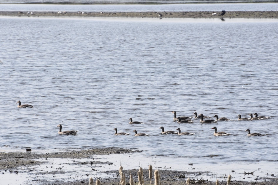 Veilig in het water - Vogels - 