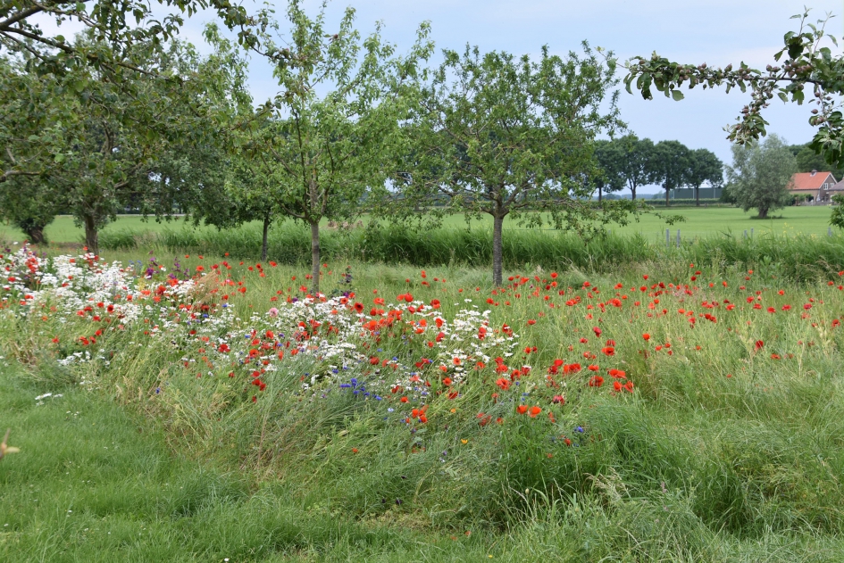 Veldbloemen in boomgaard - Planten - 