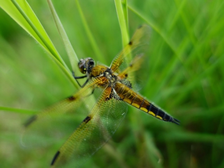 Viervlek libelle