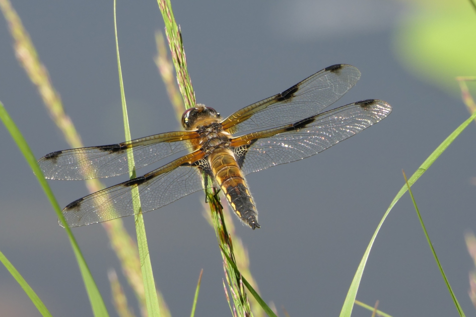Viervlekje - Geleedpotigen - Viervlek libelle