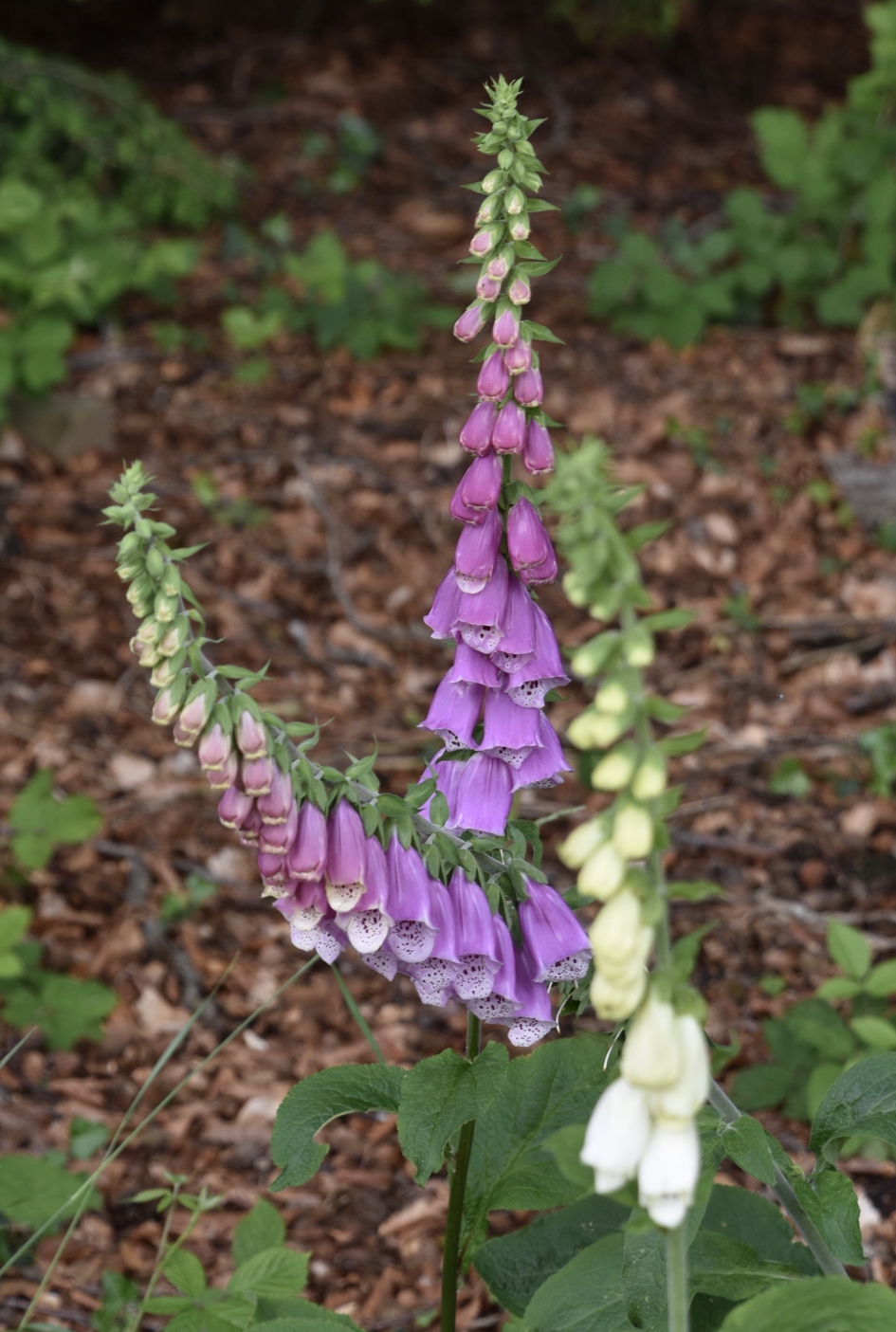 Vingerhoedskruid - Planten - 