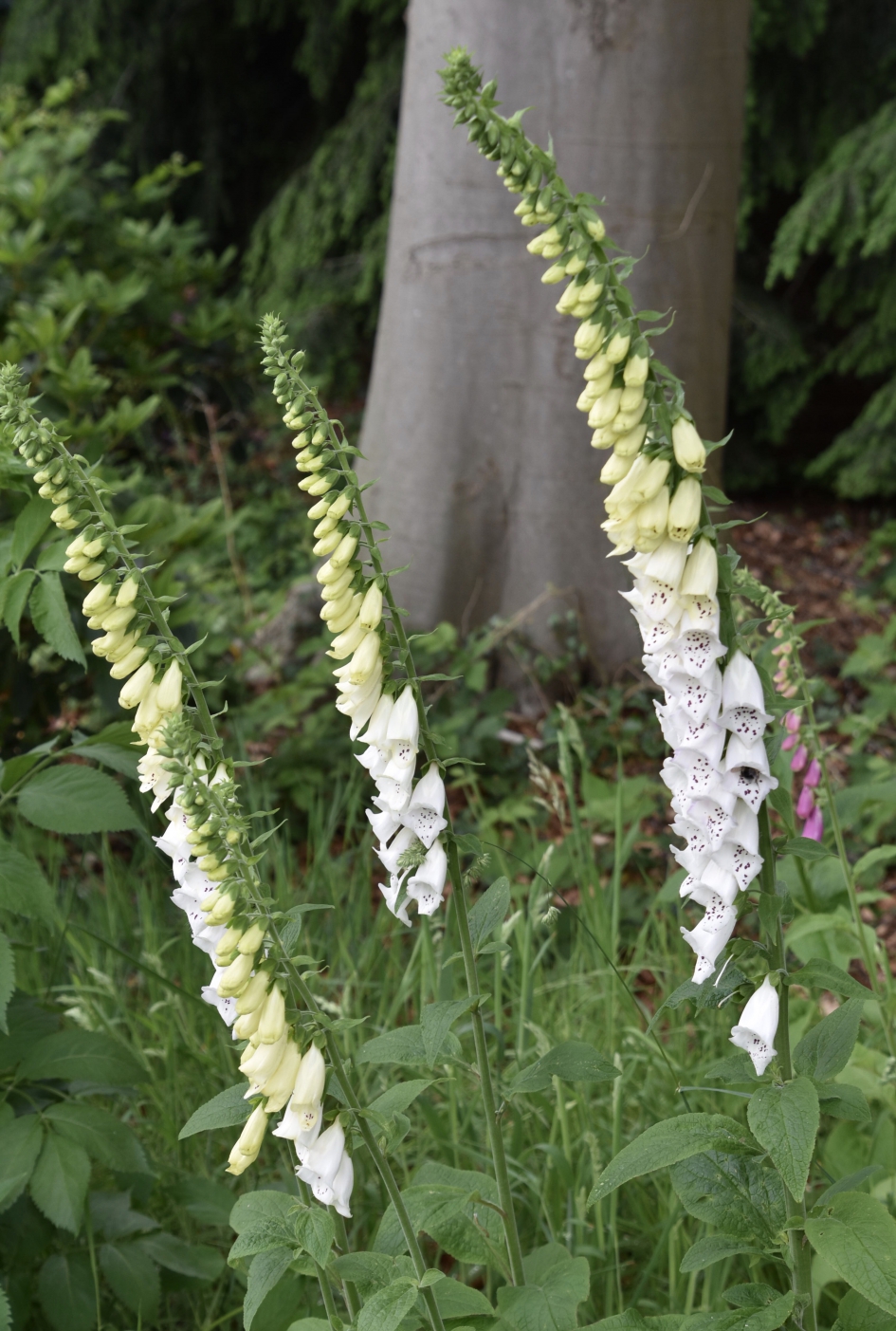 Vingerhoedskruid - Planten - 