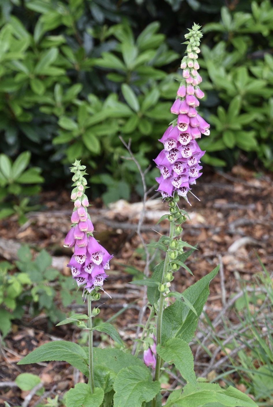 Vingerhoedskruid - Planten - 