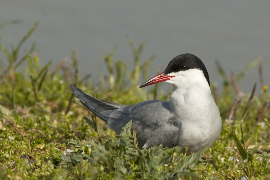 Visdief - Vogels - Visdief
