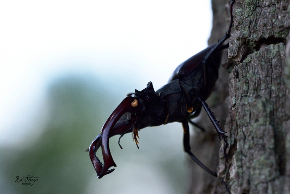 Vliegend Hert - Geleedpotigen - Vliegend hert