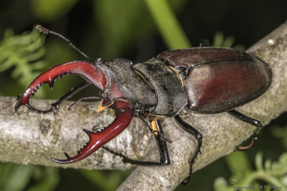 Vliegend hert (Lucanus cervus) - Geleedpotigen - Vliegend hert