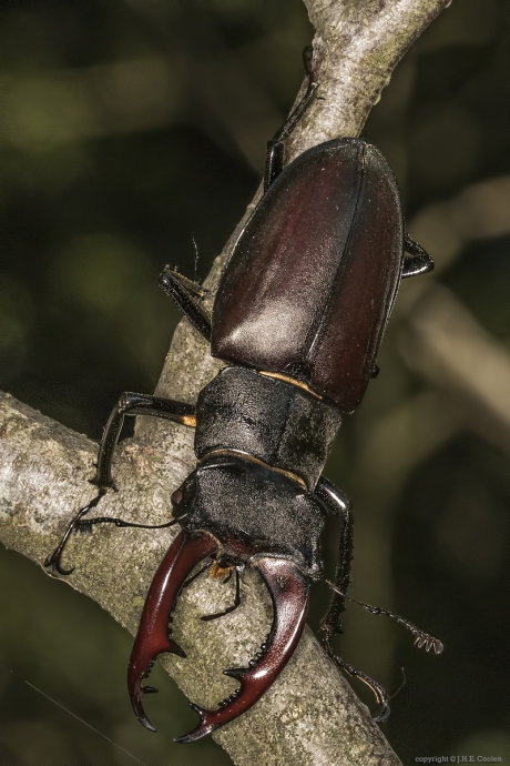 Vliegend hert (Lucanus cervus)
