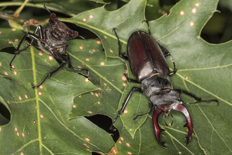 Vliegend hert (Lucanus cervus)