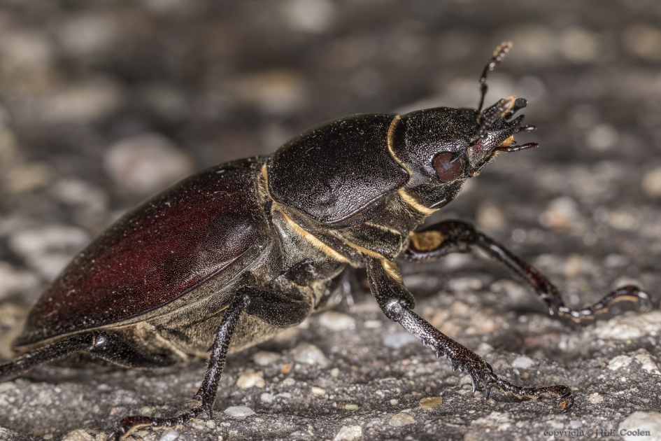 Vliegend hert (Lucanus cervus) vrouwtje - Geleedpotigen - Vliegend hert